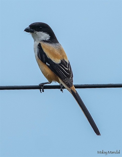 Schachwürger (tricolor/longicaudatus) - ML379245071