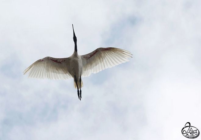 Black-headed Ibis - ML379246501