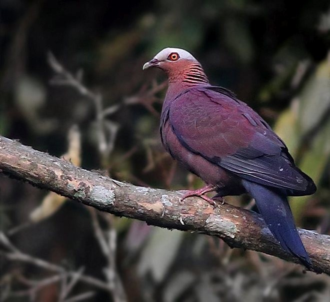 Pale-capped Pigeon - ML379246841