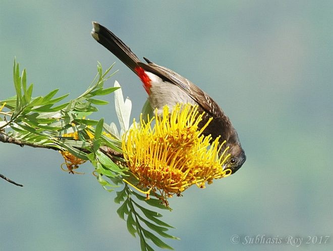 Red-vented Bulbul - ML379247581
