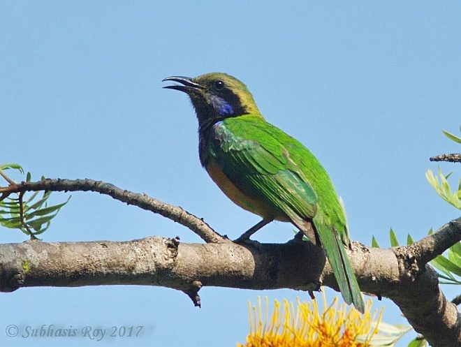 橙腹葉鵯(hardwickii/malayana) - ML379247591