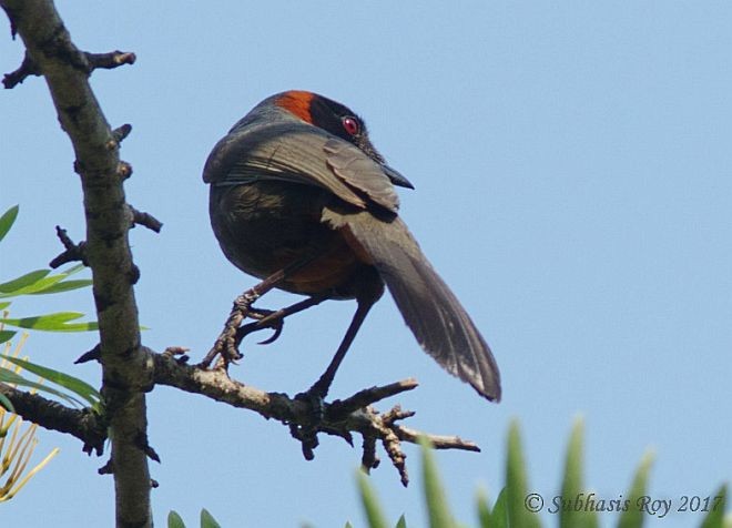 Rufous-necked Laughingthrush - ML379247601