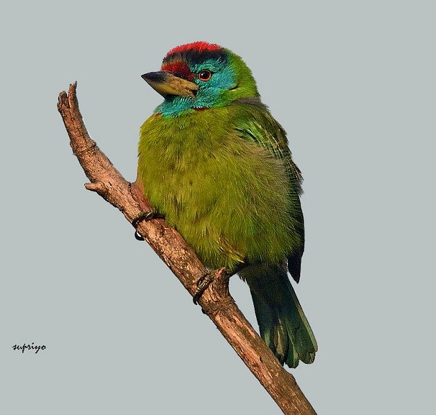 Blue-throated Barbet (Red-crowned) - ML379247881