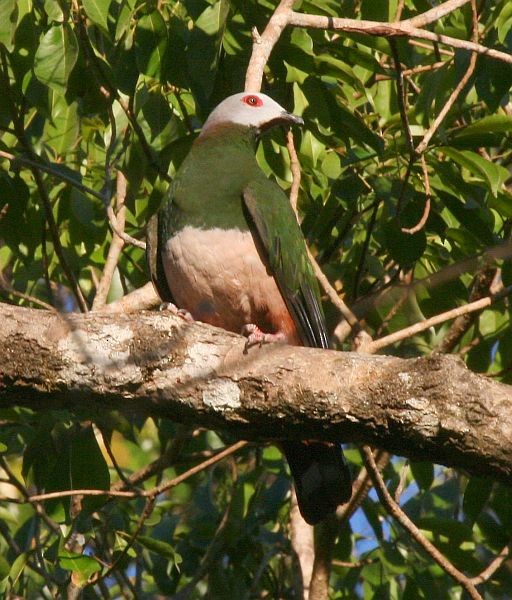 Pink-bellied Imperial-Pigeon - ML379247941