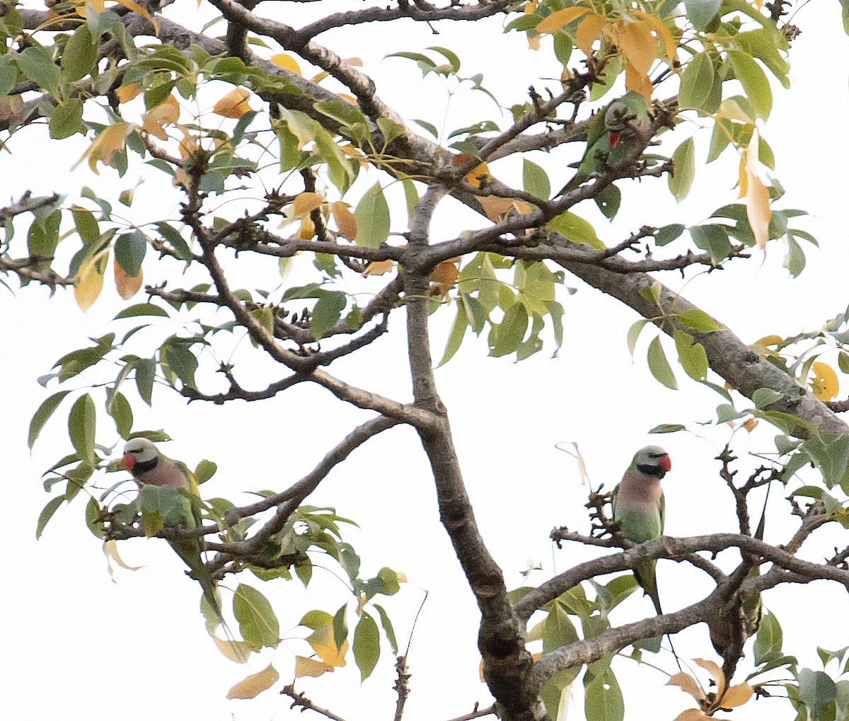 Red-breasted Parakeet - ML379248141