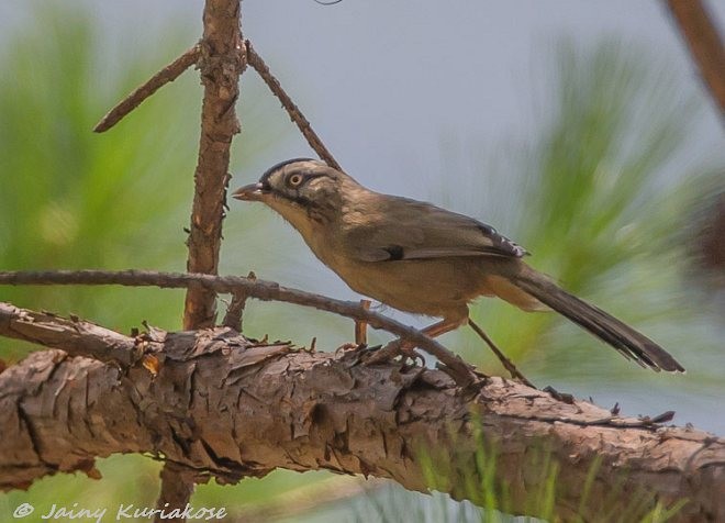 Moustached Laughingthrush (Western) - ML379248161