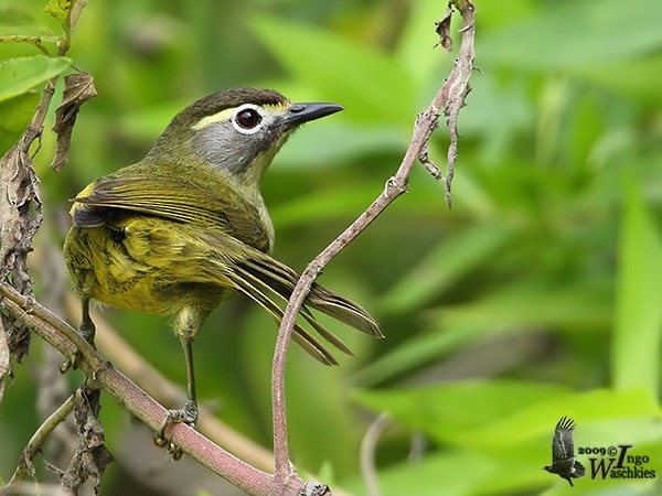 White-browed White-eye - ML379248221