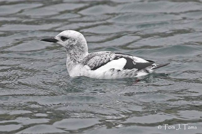 Black Guillemot (grylle Group) - ML379248371