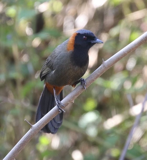 Rufous-necked Laughingthrush - ML379248381