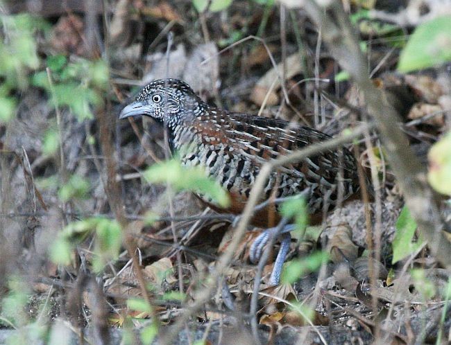 Barred Buttonquail - ML379248721