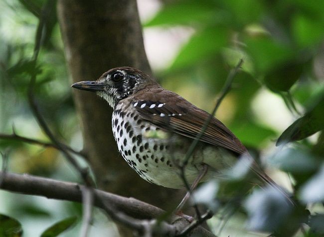 Spot-winged Thrush - ML379248731