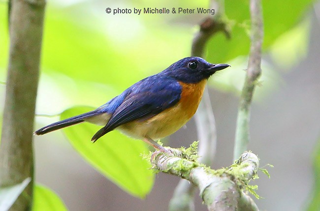 Sunda Blue Flycatcher - ML379248801