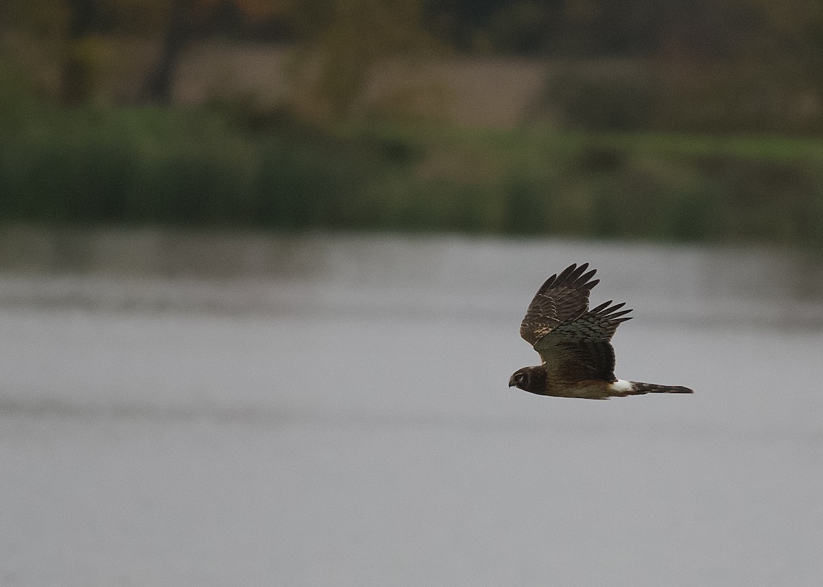 Northern Harrier - ML379249191