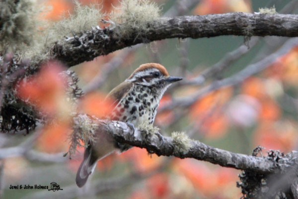 Speckled Piculet - ML379249271
