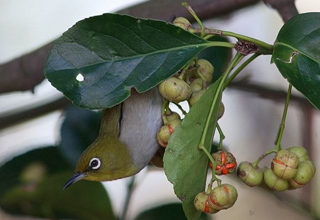 Warbling White-eye - ML379249431