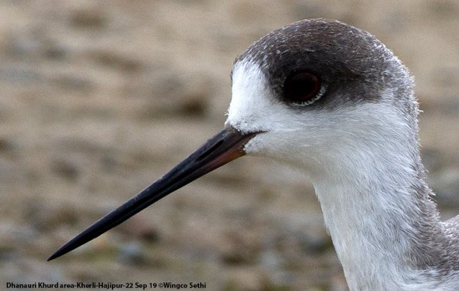 Black-winged Stilt - ML379249571