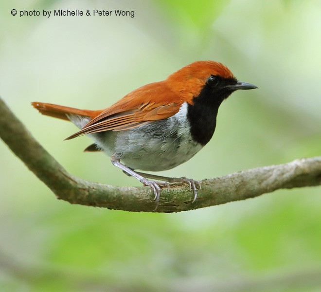 Okinawa Robin - Michelle & Peter Wong