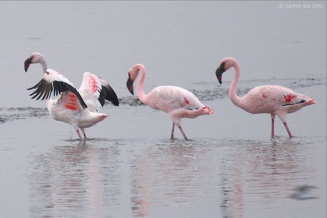 Lesser Flamingo - Sachin Rai