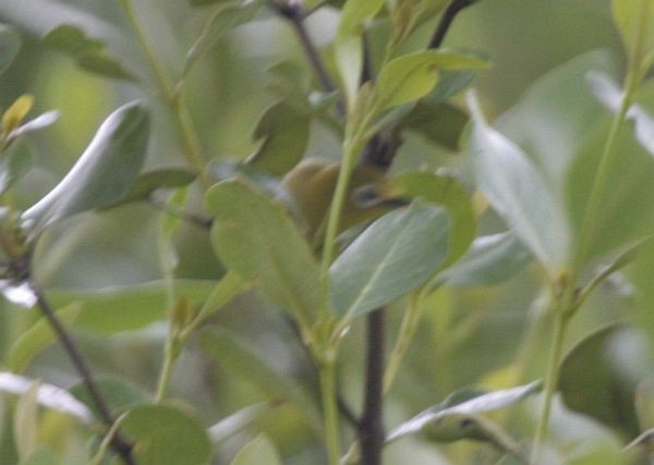 Javan White-eye - James Eaton