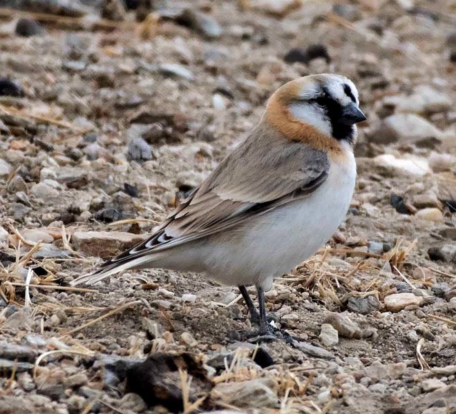 Blanford's Snowfinch - ML379250761