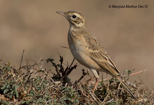 Orientspornpieper - ML379250881