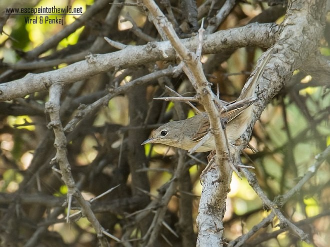 Greater Whitethroat - ML379251001