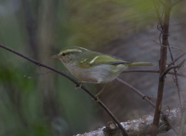 Blyth's Leaf Warbler - Adam Wilson