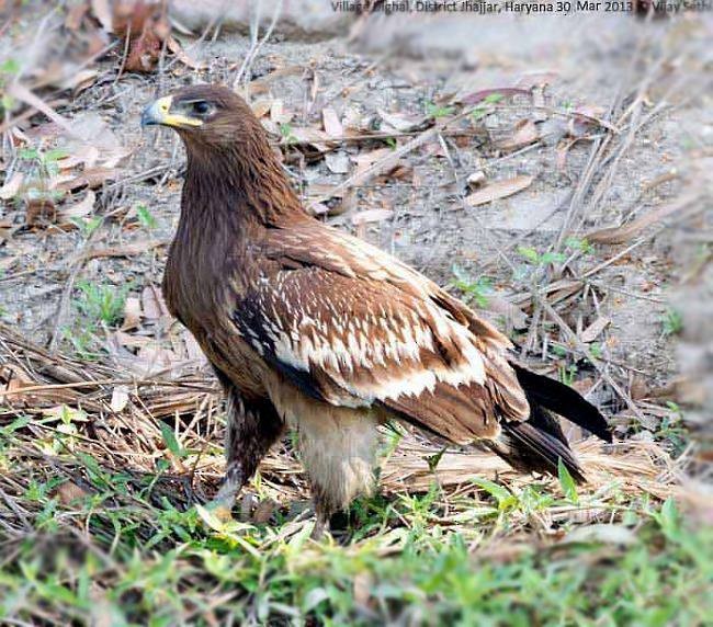 Greater Spotted Eagle - ML379251281