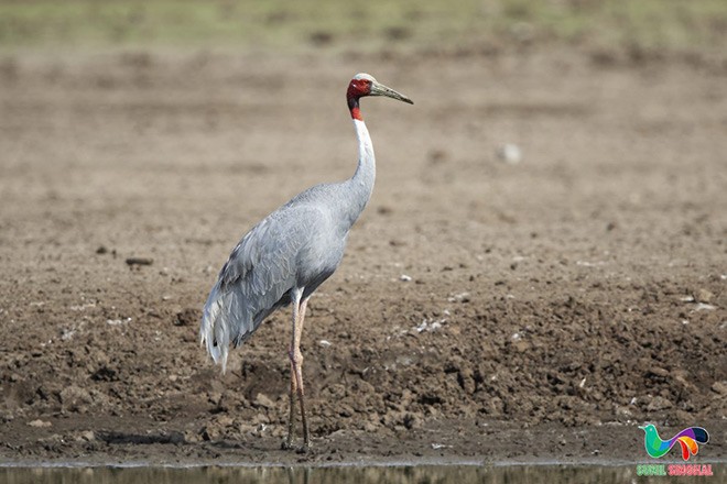 Sarus Crane - ML379251801