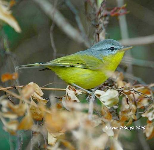 Gray-hooded Warbler - ML379252011