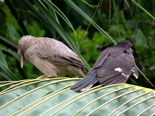 Pied Cuckoo - ML379252321