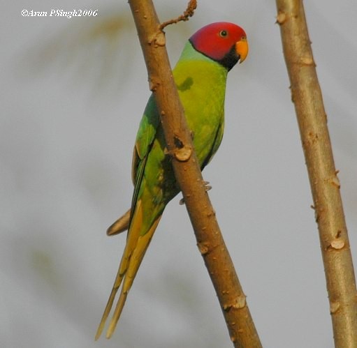 Plum-headed Parakeet - ML379252341