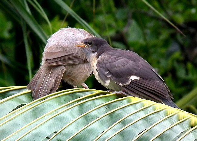 Pied Cuckoo - ML379252561