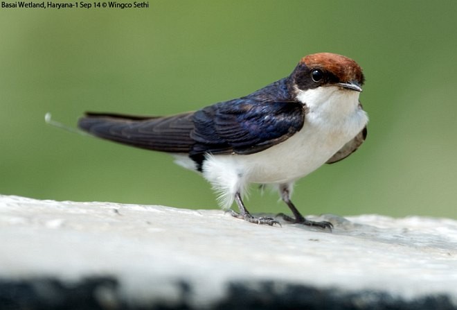 Wire-tailed Swallow - ML379253111