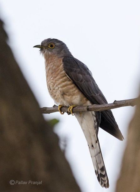 Common Hawk-Cuckoo - ML379254081