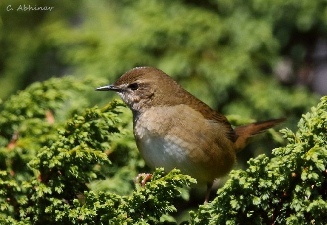 West Himalayan Bush Warbler - ML379254271