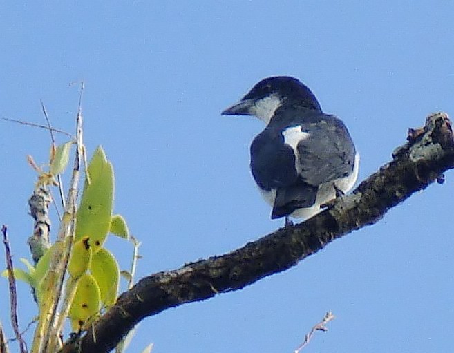 Pied Cuckooshrike - ML379254741