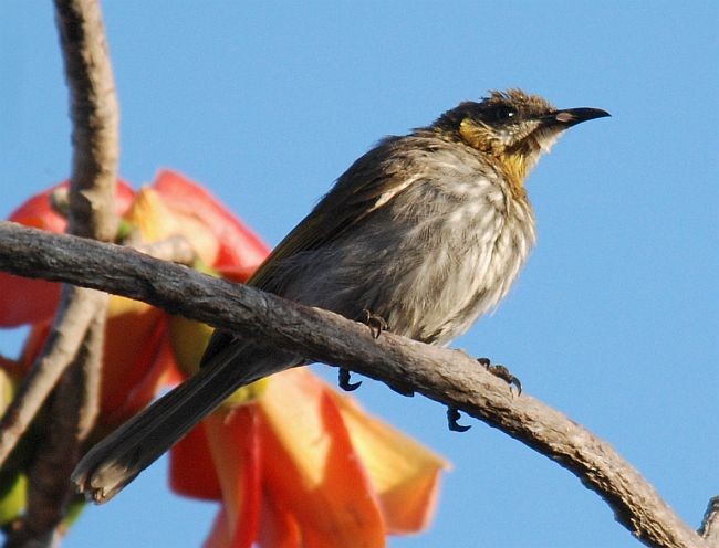 Streak-breasted Honeyeater - ML379255321