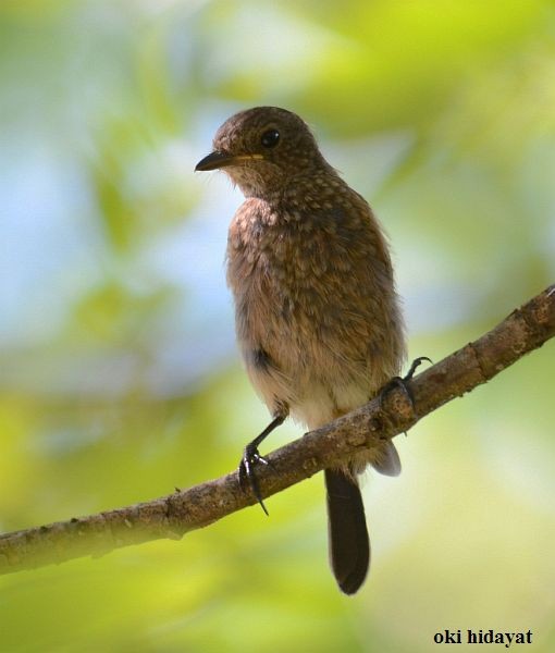 Pied Bushchat - Oki Hidayat