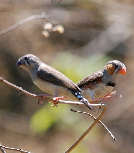 Zebra Finch (Lesser Sundas) - Oki Hidayat