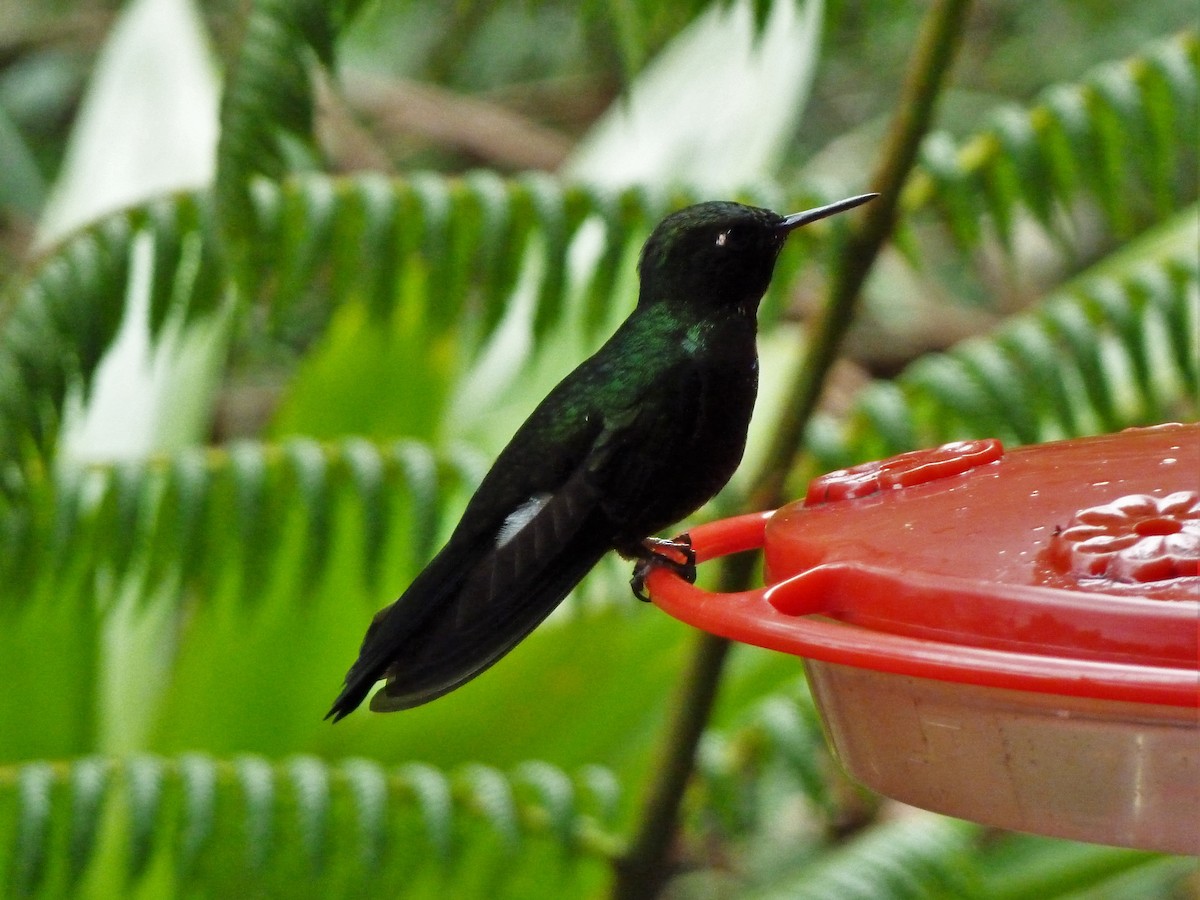 kolibřík dřišťálový - ML37925571