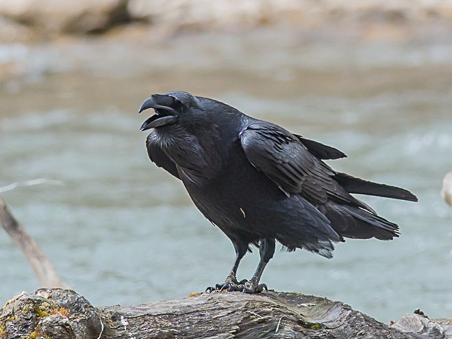 Common Raven - Sumit  Sengupta