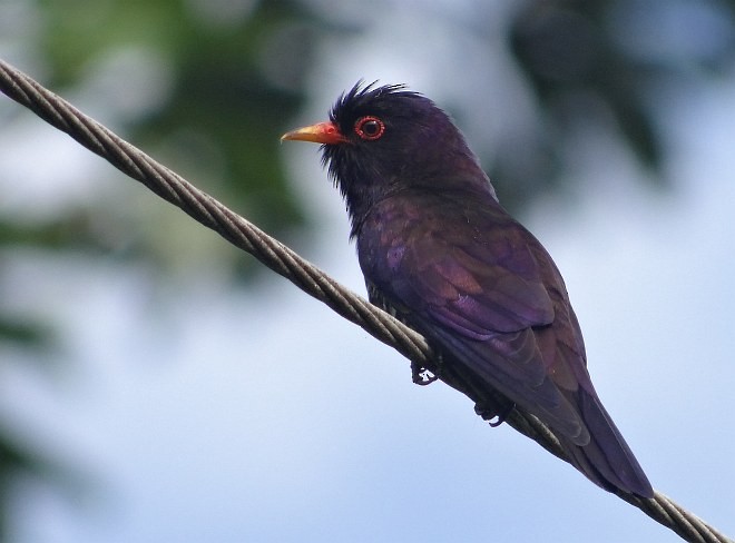 Violet Cuckoo - ML379256141