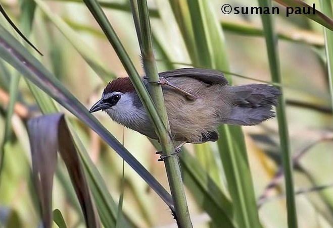 Chestnut-capped Babbler - ML379256621