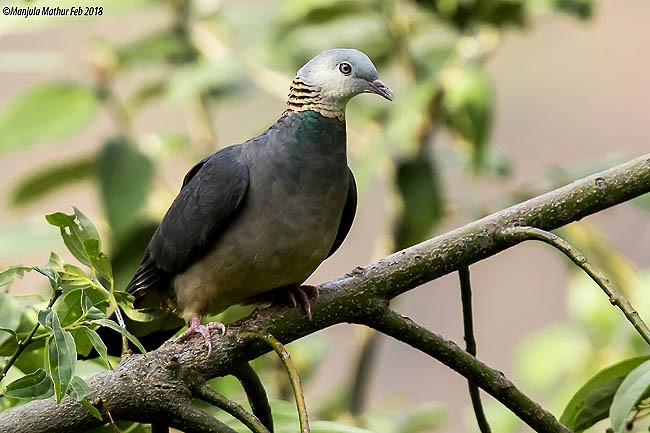 Ashy Wood-Pigeon - Manjula Mathur