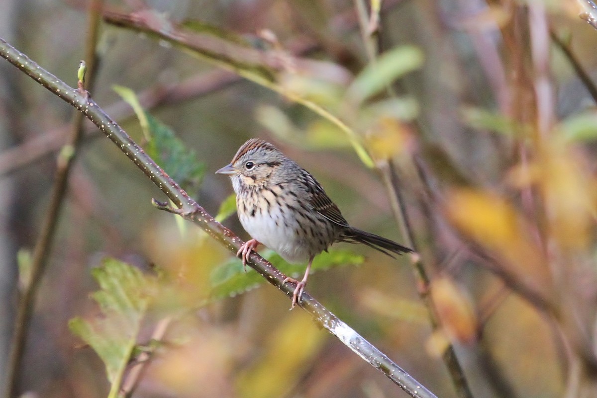 Lincoln's Sparrow - John F. Gatchet