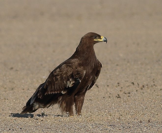 Steppe Eagle - ML379258051