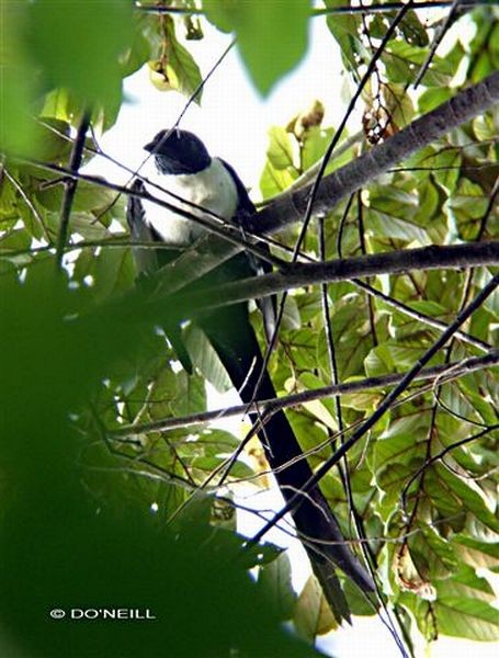 Miná Cuelliblanco (torquata) - ML379258201