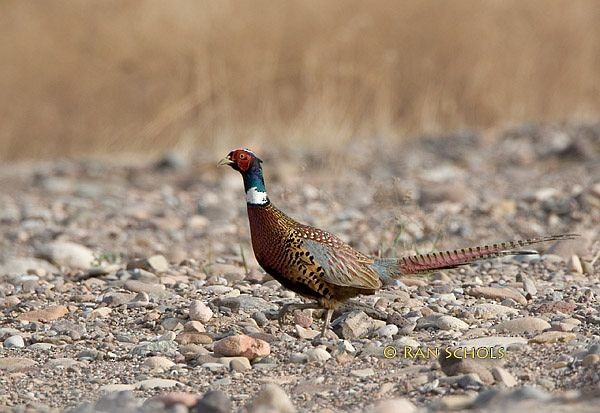 Ring-necked Pheasant - ML379258321