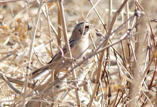 Ochre-rumped Bunting - ML379258571